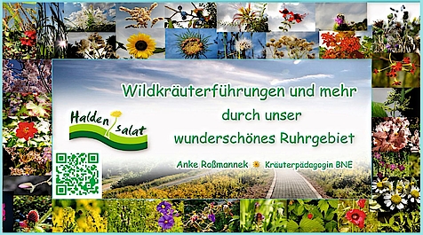 Werbung für Wildkräuterführungen im Ruhrgebiet mit Haldensalat-Logo und Naturbildern.
